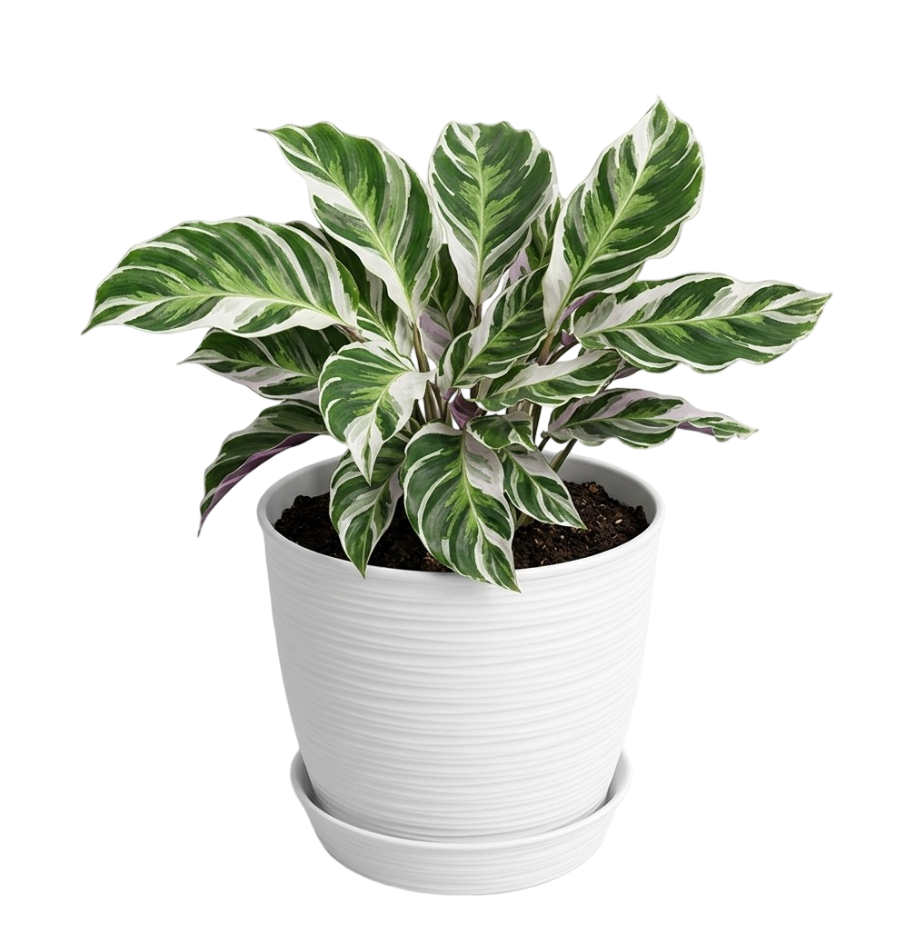 Calathea White Fusion | 50cms