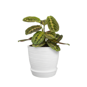 Maranta leuconeura o planta de la oración | 20cms