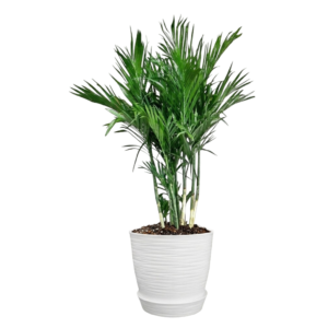 Palmera Bambú (Chamaedorea seifrizii) | 150cms