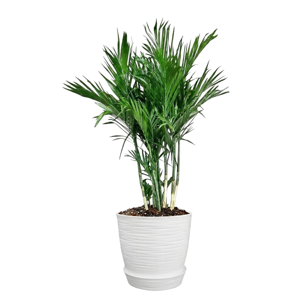 Palmera Bambú (Chamaedorea seifrizii) | 150cms
