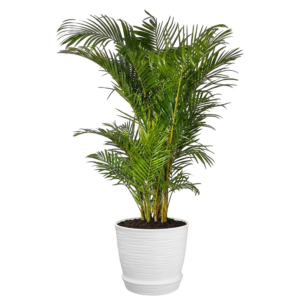 Palmera hawaiana | 150cms