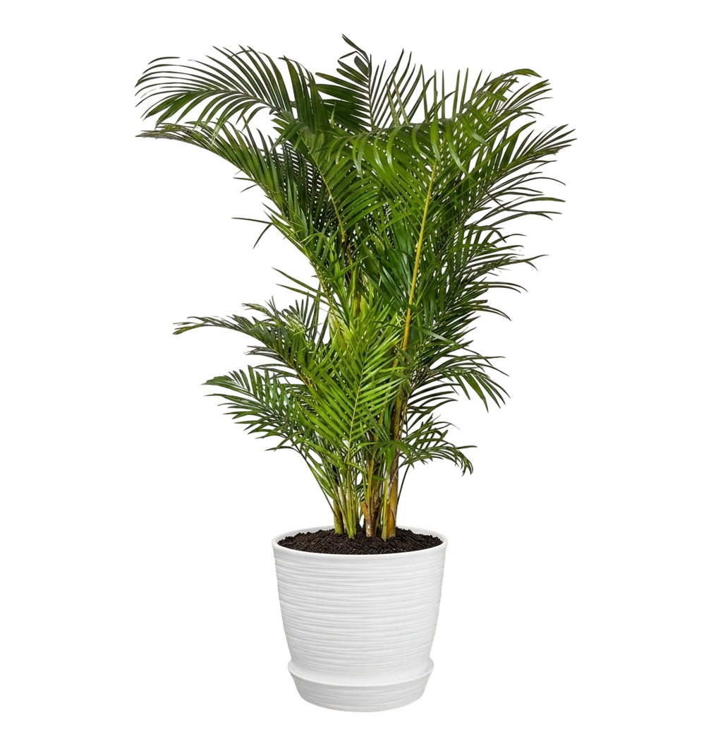 Palmera hawaiana | 150cms