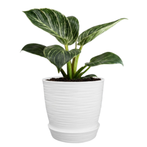 Philodendron 'Birkin' | 25cms