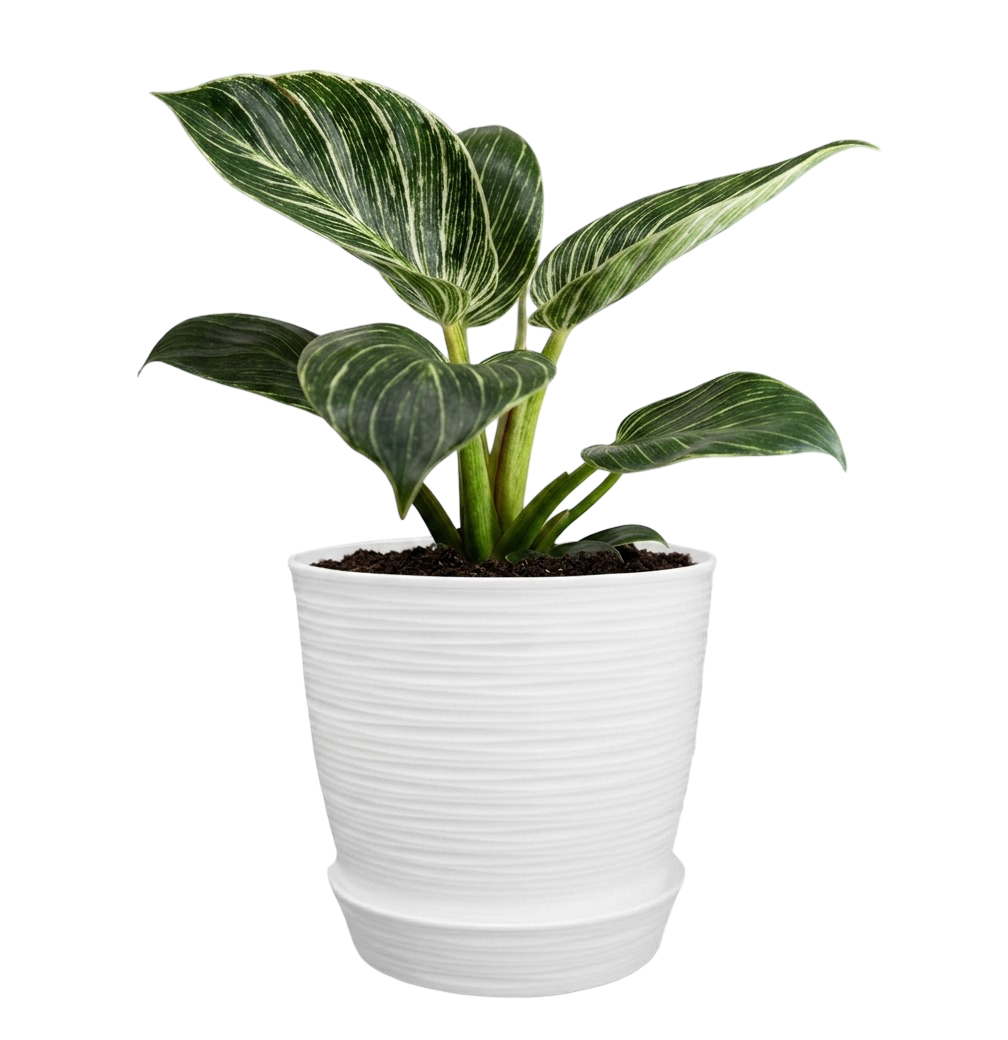 Philodendron 'Birkin' | 25cms