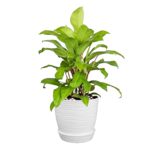 Philodendron 'Lemon Lime' | 60cms