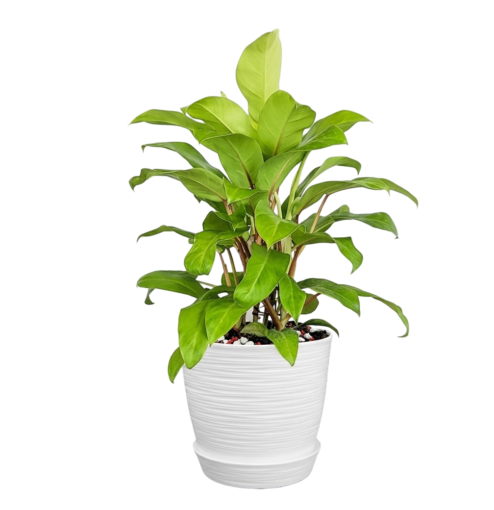 Philodendron 'Lemon Lime' | 60cms