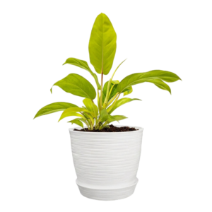 Philodendron 'Lemon Lime' | 30cms