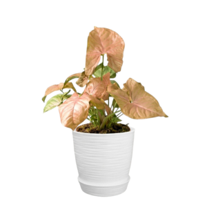 Syngonium (Variedad Rosa) | 20cms
