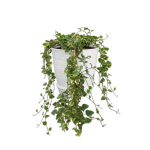 Vinca major variegada | 60cms