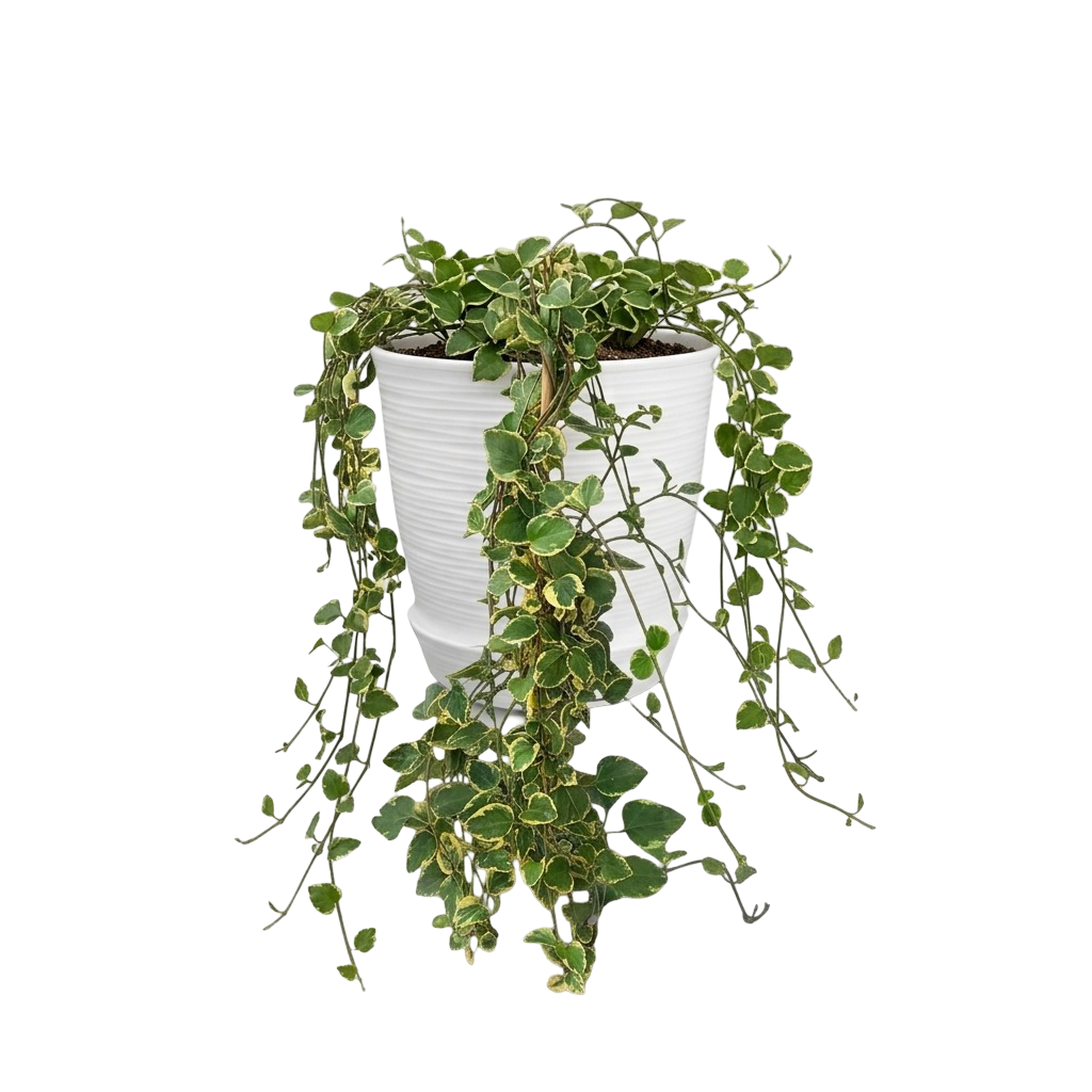 Vinca major variegada | 60cms