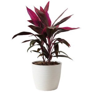 Dracaena Roja o Planta de la suerte (Cordyline fructicosa) | 60cms