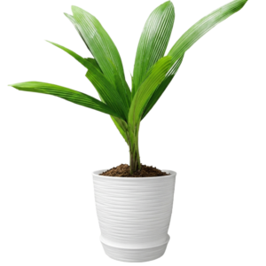 Palmera Brasileña / Palma Traca (Attalea) | 60cms