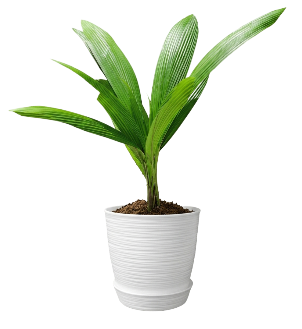 Palmera Brasileña / Palma Traca (Attalea) | 60cms
