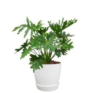 Philodendron selloum | 50cms