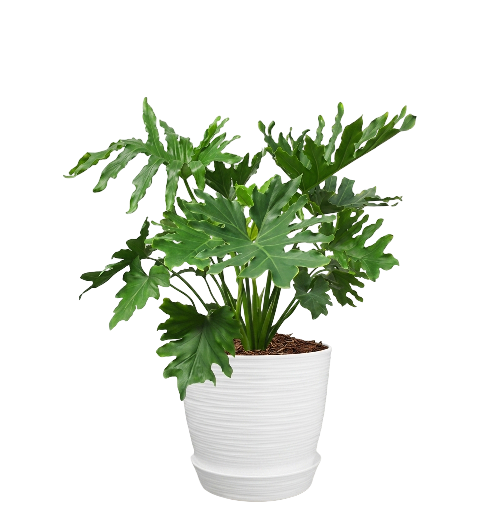 Philodendron selloum | 50cms