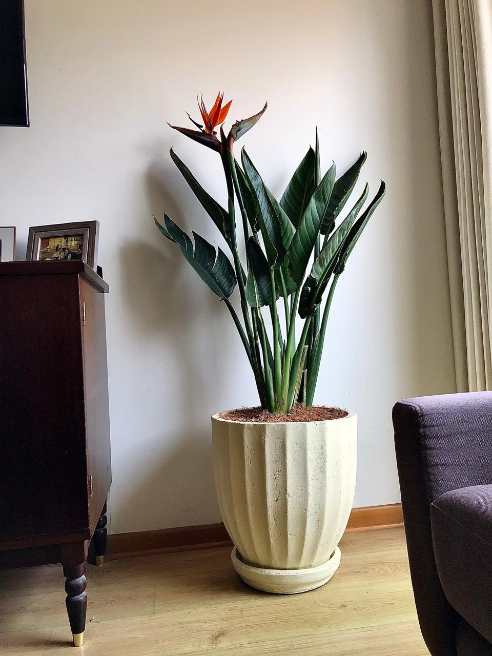 Maceta de concreto Calypso + Planta Strelitzia Ave del paraiso | 1.50 m.