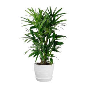 Palmera raphis en maceta de plástico | 150cms