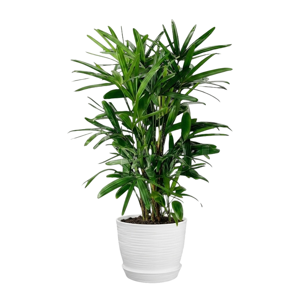 Palmera raphis en maceta de plástico | 150cms