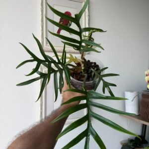 Philodendron Tortum