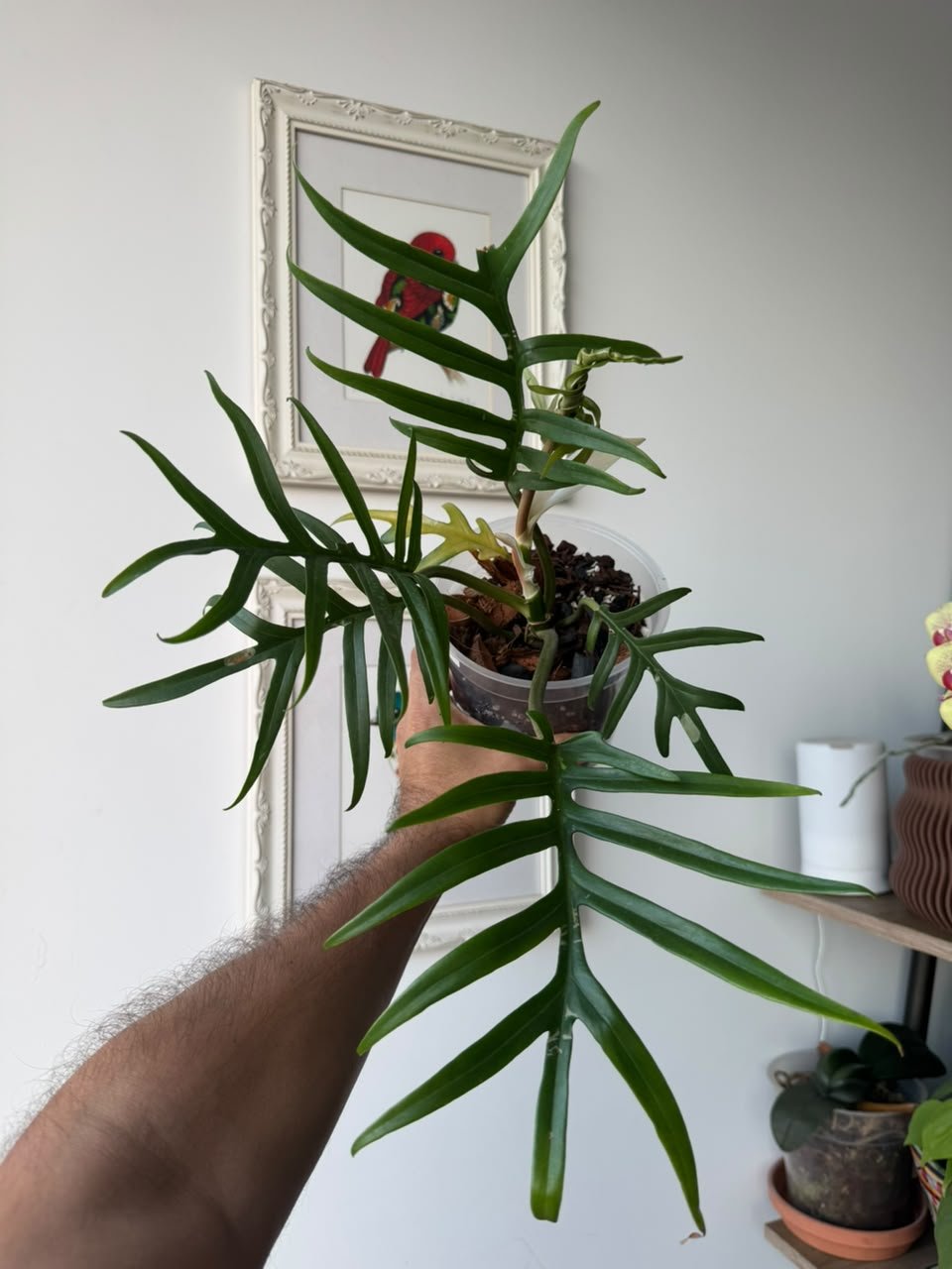 Philodendron Tortum