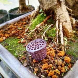 Canastas de abono para bonsai | 16 unds
