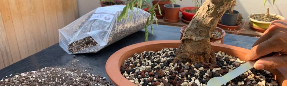 Wasi Bonsai